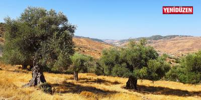 3 zeytin ağacı izinsiz söküldü, “işçiler tutuklandı”