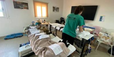 Güzelyurt’ta 150’nin üzerinde kedi ve köpek kısırlaştırıldı