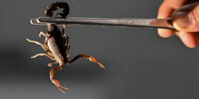 Çin, hastalık endişesiyle çok sayıda ülkeden hayvansal ürün ithalatını yasakladı