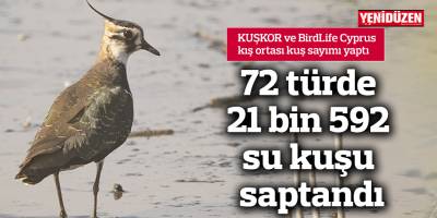 72 türde 21 bin 592 su kuşu saptandı
