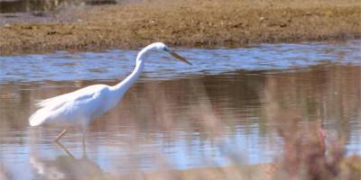 “Mağusa Sulak Alanları Çalıştayı” yarın yapılıyor