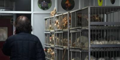 ABD'de kuş gribi, yumurta tedarikini zorlaştırırken fiyatları da artırdı