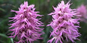 “Doğa Yürüyüşü ve Orkide Gözlemi” 7 Nisan’da