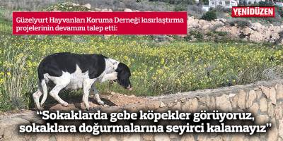 “Sokaklarda gebe köpekler görüyoruz, sokaklara doğurmalarına seyirci kalamayız”