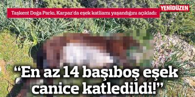 "En az 14 başıboş eşek canice katledildi!"