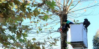 Gazimağusa’da trafikte tehlike arz eden ağaçların budaması yapılacak
