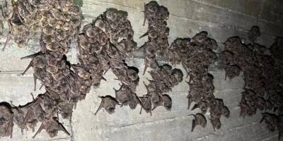 Kıbrıs'ta ilk kez yarasa göçü tespit edildi