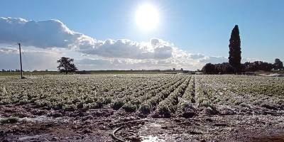 Güneyde birçok ürün soğuktan zarar gördü