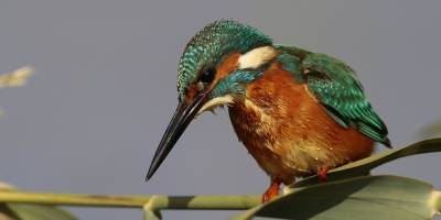FODER’de kuş fotoğrafçılığı konuşuldu