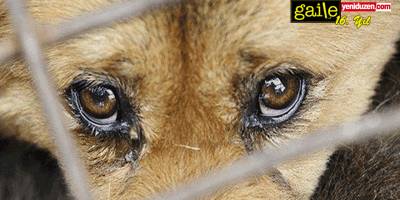 Dünyada ve Kıbrıs’ın Kuzeyinde Hayvan Hak(sızlık)ları
