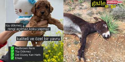 Toy Poodle Sevgimiz ve Katledilen Eşeklerimiz