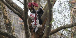 Ağacın tepesinde Mülteci Eylemi