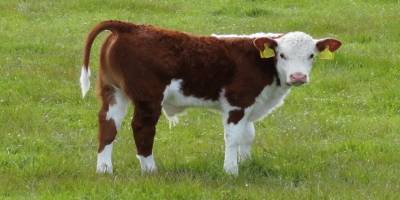 Devlet Üretme Çiftlikleri 4 kasaplık buzağıyı satışa çıkardı