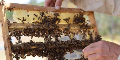 Ülkede ilk ana arılar üretildi