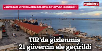 TIR’da gizlenmiş 21 güvercin ele geçirildi