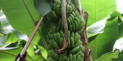 İklim krizi, dünyanın en fazla tüketilen meyvesi muzun üretimini tehdit ediyor