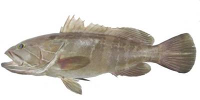 Orfoz ve lahoz türleri için av yasağı başladı