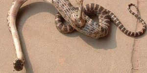 Yeni bir yılan türü keşfedildi