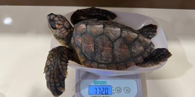 Meritta Deniz Kaplumbağaları Rehabilitasyon Merkezi plastik atıkların tehlikelerine dikkat çekti