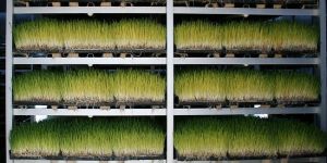 Kuzey Kıbrısta bir ilk