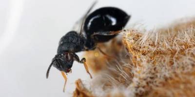 Avrupa'da karınca istilası! Tüneller kazıp, elektriği kesiyorlar