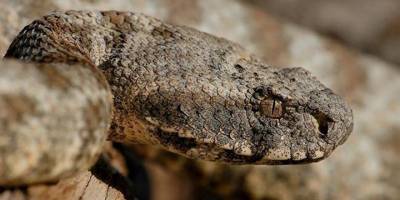 “Yılanlardan korkmak yerine önlem alın”