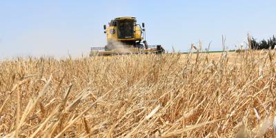 Reşatbey Arpası’nın hasadı tamamlandı