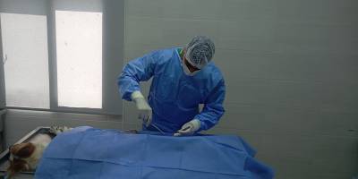 Girne Belediyesi 1000'inci sokak köpeğini kısırlaştırıldı