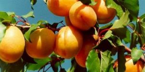 Zerdalinin ithalatı yasaklanıyor