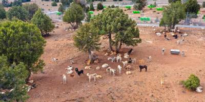 Sarro: “Doğal yaşam alanı yapmamız, devamlı olarak zorlaştırılmaya çalışılıyor”