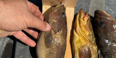 Hayvancılık Dairesi üreme mevsimindeki balıkların avlanmaması çağrısında bulundu