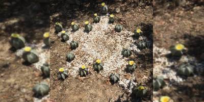 Hikmet Uluçam’dan “Şampiyon Melekler”e…