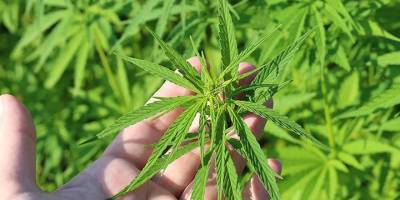Türkiye'de tıbbi kenevir eczanelerde satılabilecek