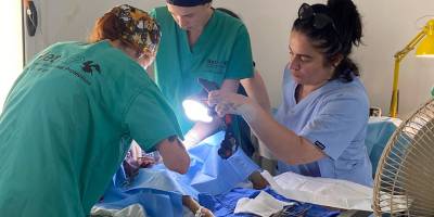 İskele Belediyesi ile NetAp 177 sokak hayvanını kısırlaştırdı