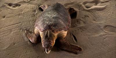 Yumurtlama döneminde olan şanslı, Meritta ile yeniden hayata tutundu