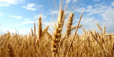 Bu yıl için zahire fiyatları belirlendi… TÜK alımlara pazartesinden itibaren başlıyor