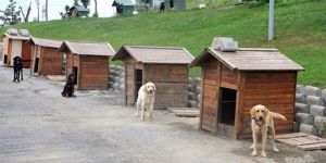 Hayvanlar güvence altında olacak