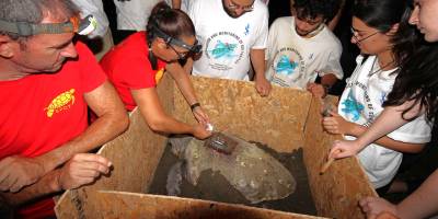 Caretta Caretta kaplumbağalarına uydu vericisi takıldı