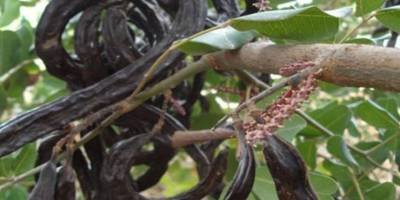 11 Ağustos'tan itibaren Gazimağusa bölgesinde harnup toplanabilecek