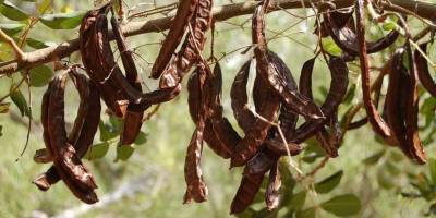 Binboğa, harnup taban alım fiyatını 22 tl/kg olarak belirledi