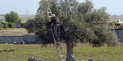 Güzelyurt İlçesi'nde zeytin ve harnup toplama tarihleri açıklandı