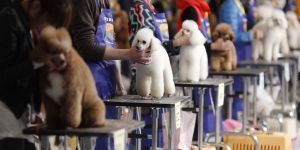 En güzel köpek seçildi