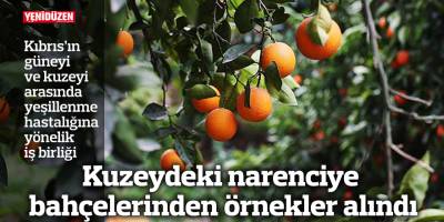 Kuzeydeki narenciye bahçelerinden örnekler alındı