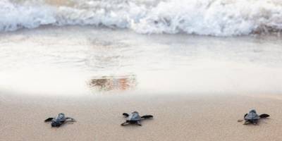 Yavru kaplumbağalar yaşama ilk adımlarını Merit kumsalında attı