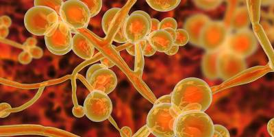 Türk üniversiteleri, Candida auris mantarıyla ilgili araştırma yaptı