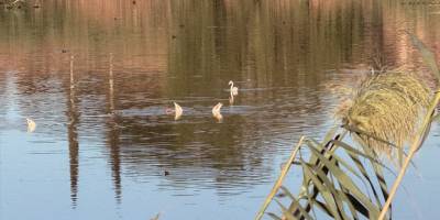Ayluga Sulak Alanı’nda kuş gözlem etkinliği düzenlendi