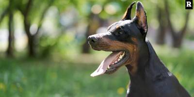 Doberman Pinscher Cinsi Köpek Özellikleri ve Bakımı