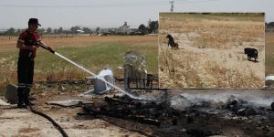 Köpekler yanmaktan ucuz kurtuldu!