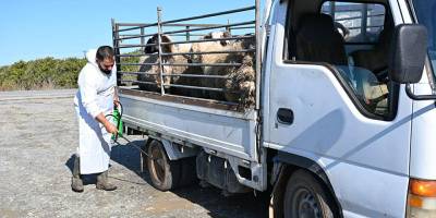 Lefke Belediyesi, şap hastalığına karşı dezenfeksiyon uygulaması başlattı
