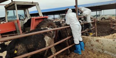 17 bin 300 adet büyükbaş hayvan aşılandı